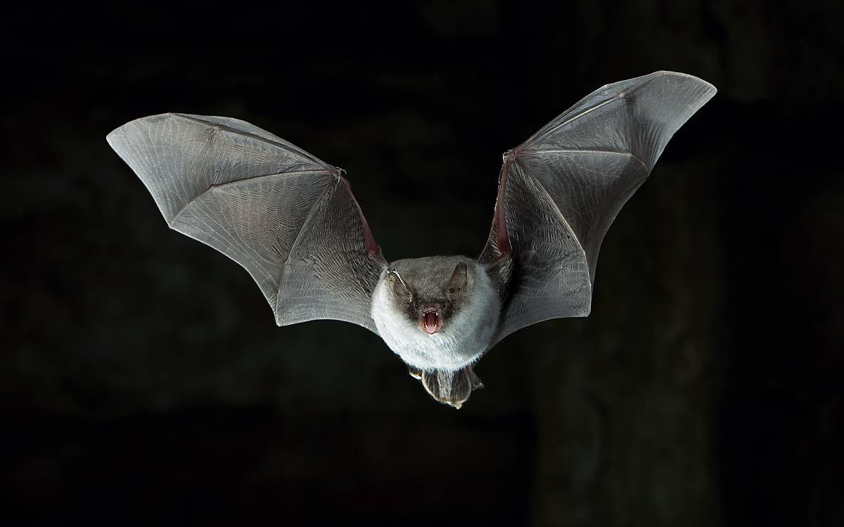 Fledermaus