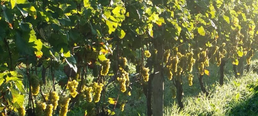 niederländischer Wein Weinreben